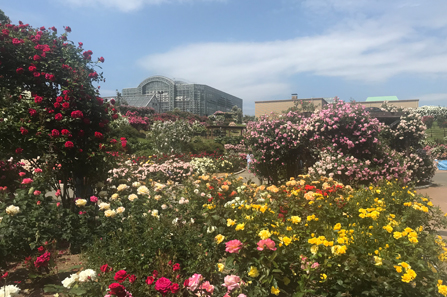 北九州市立響灘緑地 グリーンパーク